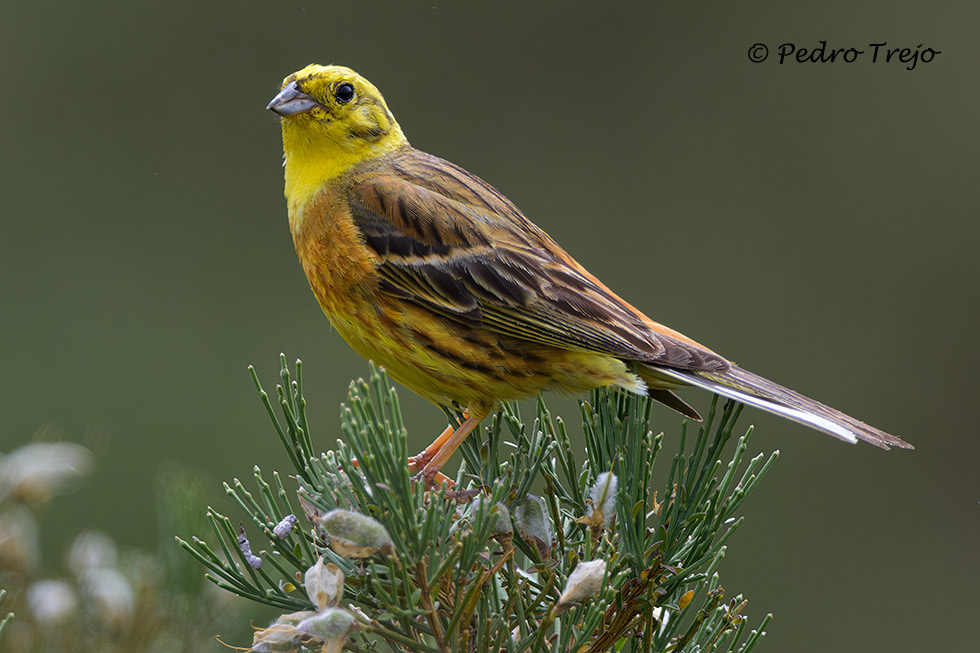 Escribano cerillo (Emberiza citrinella)